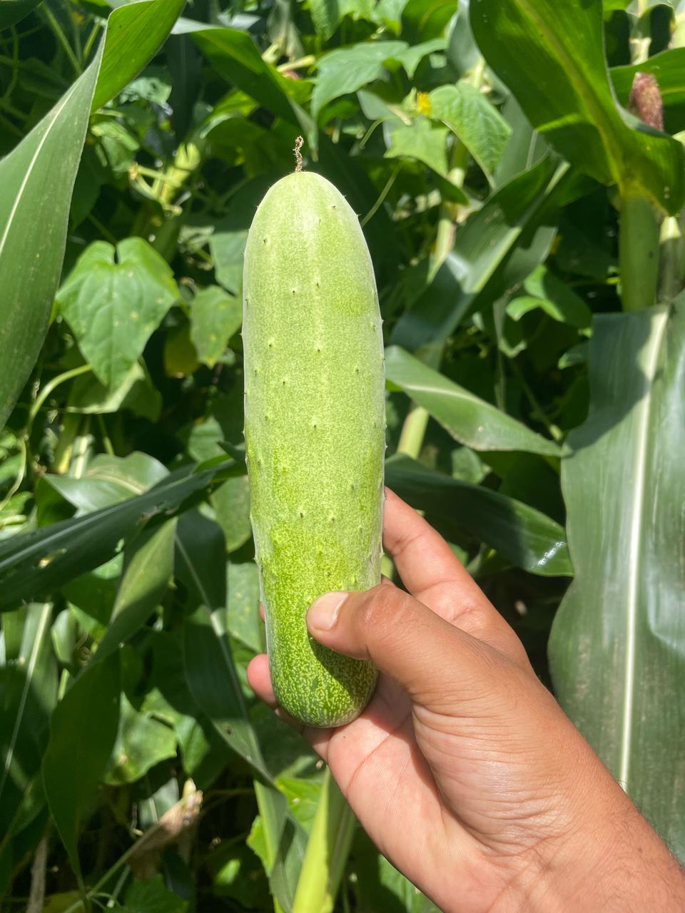 agriculture