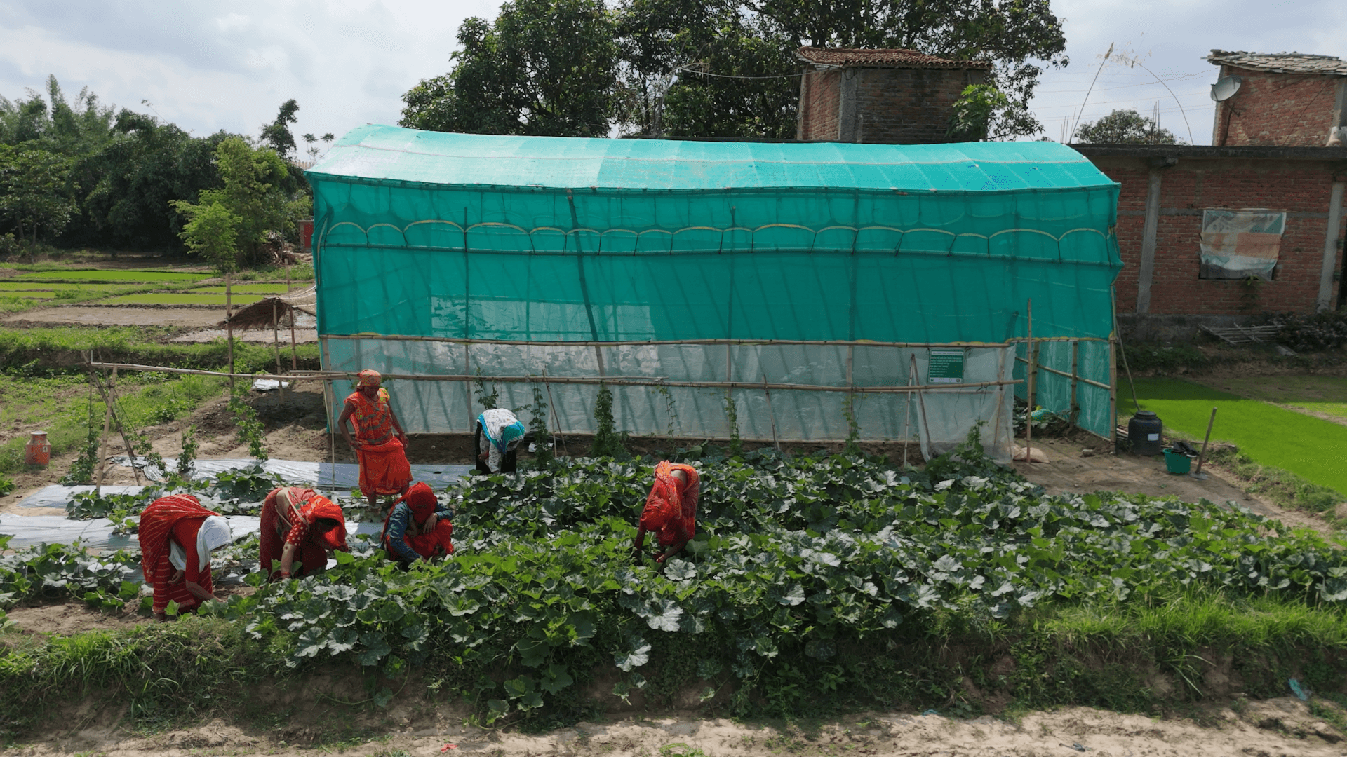 Members of Balapuri Amam Samuha working in their demo plot_Susta1
