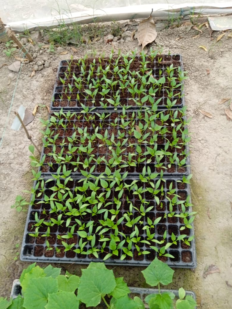 Mr. Sshakti Kausal of Palhinandan producing sapling in his nursery