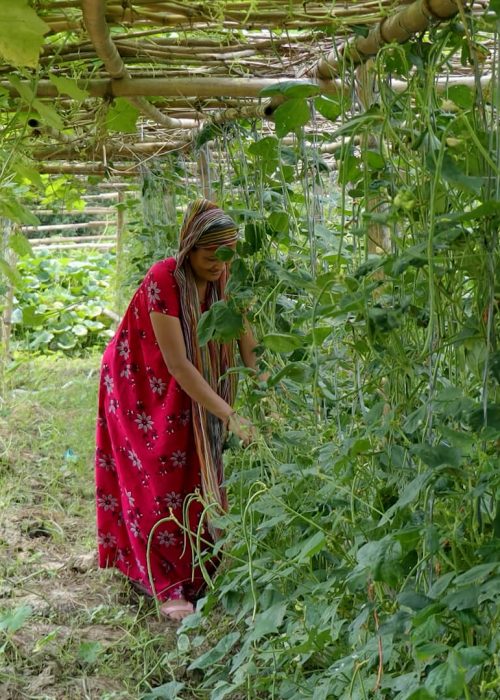 Roma Chaudhary harvesting produce from her tunnel Roma Chaudhary harvesting produce from her tunnel