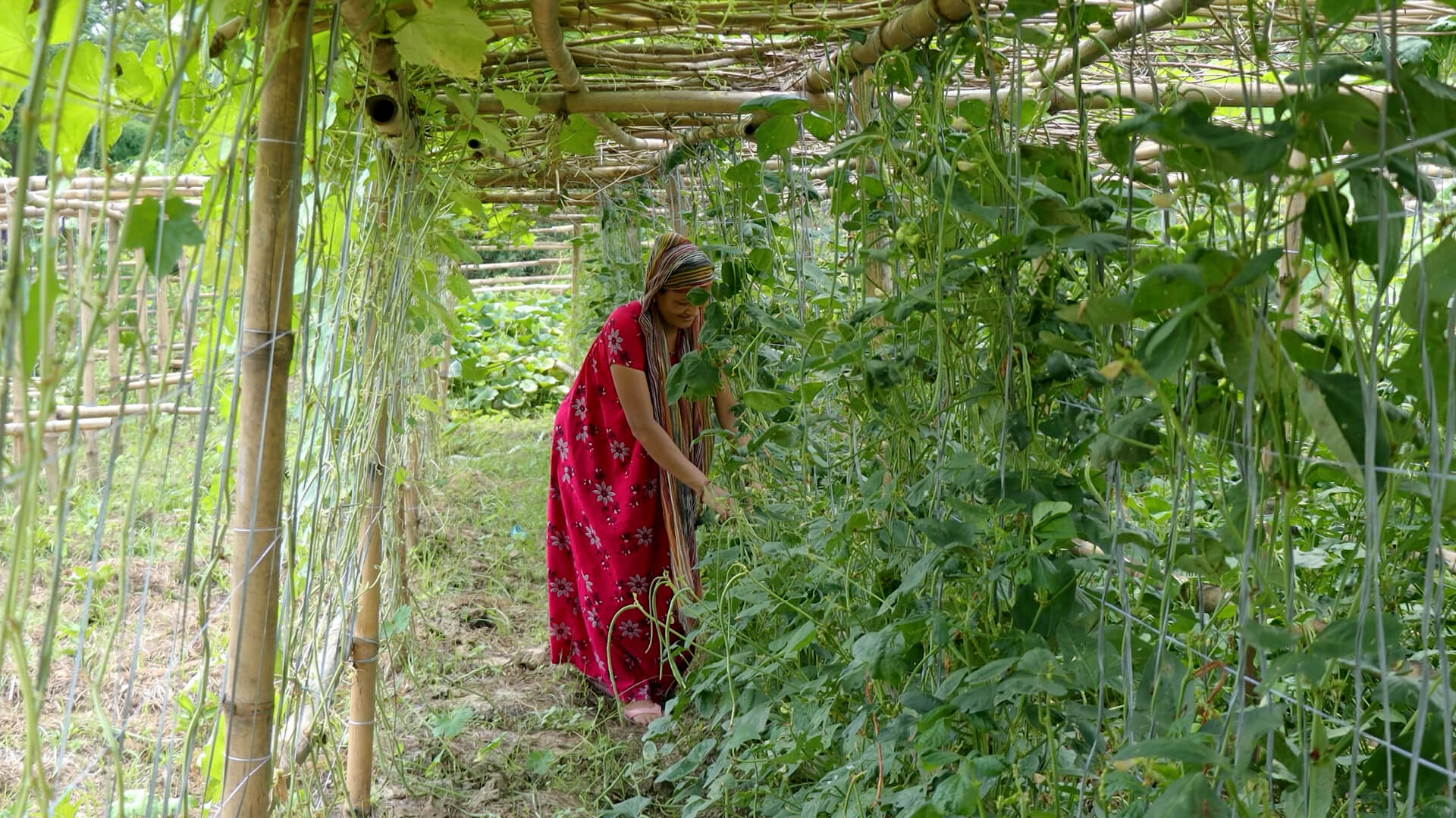 Roma Chaudhary harvesting produce from her tunnel
