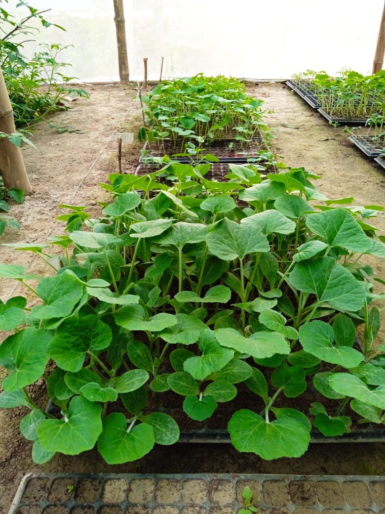 Sapling in Shakti Kausal Nursery_Palhinandan