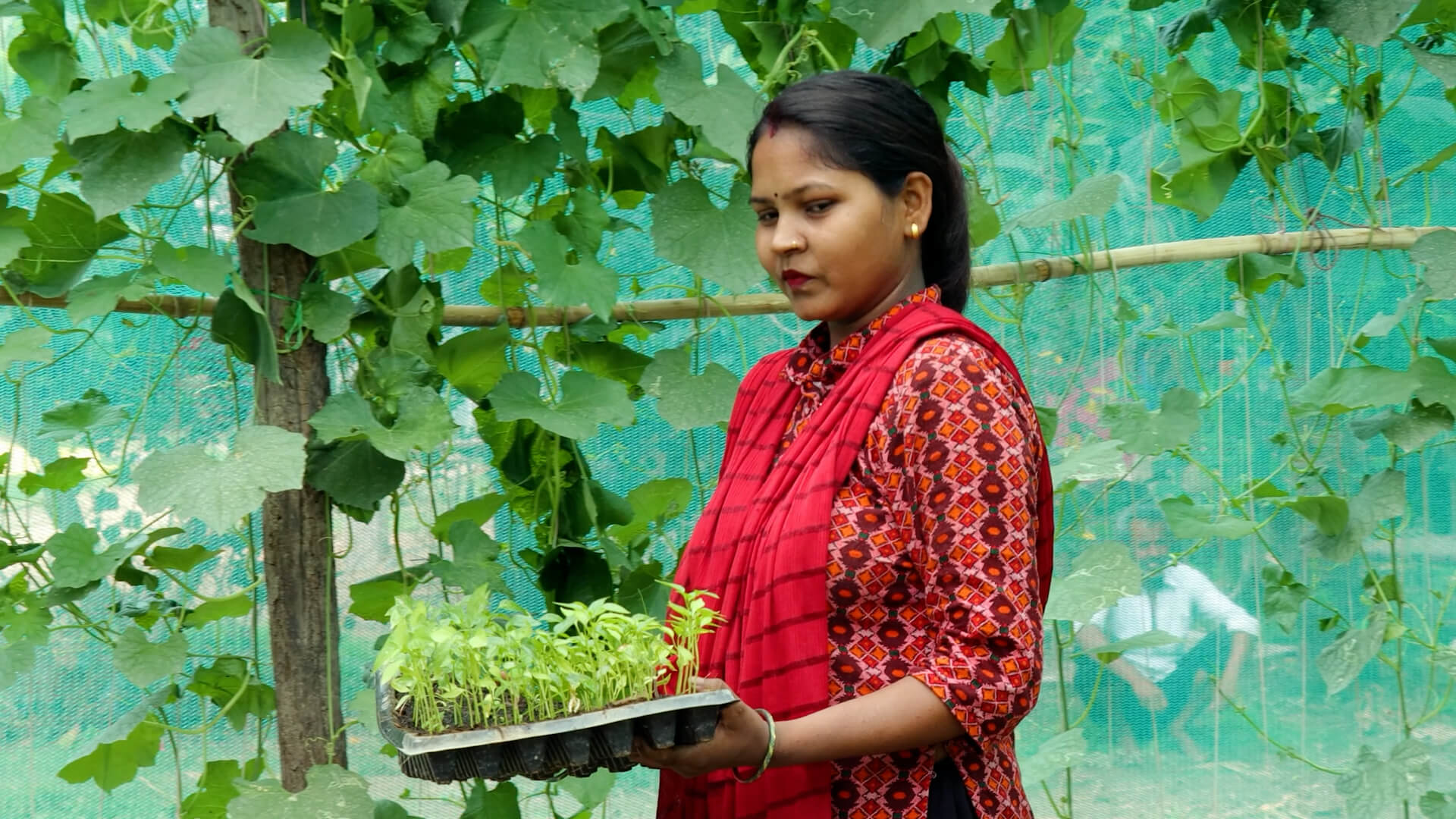 Shila Harijan in her Nursery with saplings